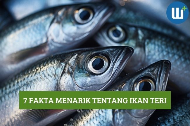 Ketahui 7 Fakta Menarik Tentang Ikan Teri